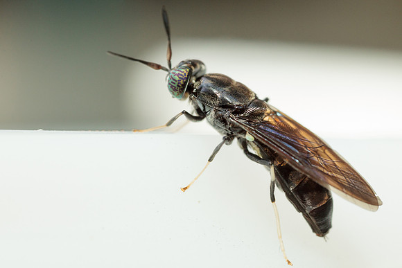 Diptera - Stratiomyidae - Hermetia illucens