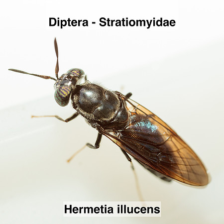 Diptera - Stratiomyidae - Hermetia illucens