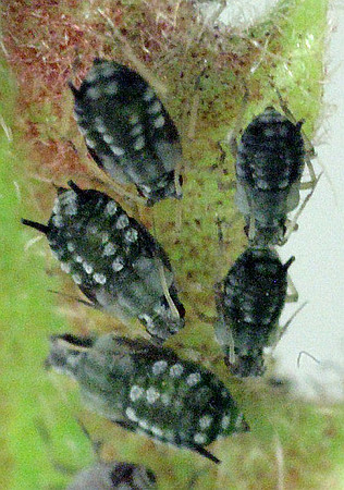 Hemiptera - Aphididae - unidentified