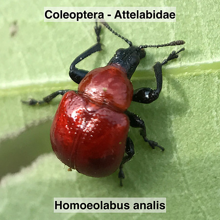 Coleoptera - Attelabidae - Homoeolabus analis