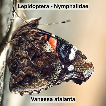 Lepidoptera - Nymphalidae - Vanessa atalanta
