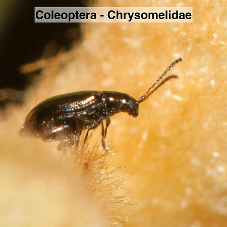 Coleoptera - Chrysomelidae -- Unidentified