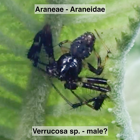 Araneae - Araneidae - Verrucosa? sp. - male