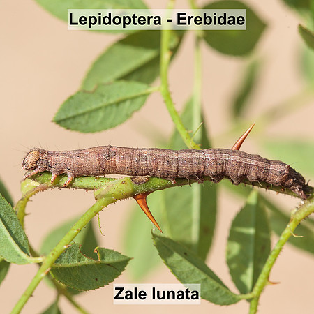 Erebidae - Zale lunata