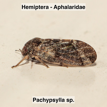 Hemiptera - Aphalaridae - Pachypsilla sp.