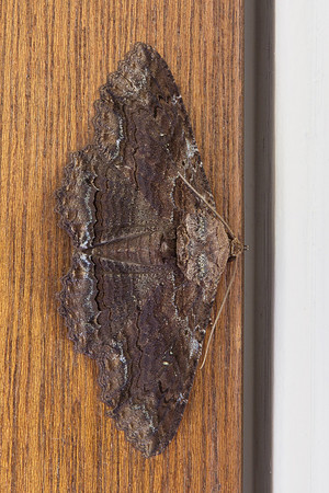 Erebidae - Zale lunata