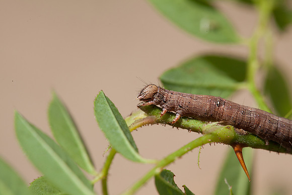 Erebidae - Zale lunata