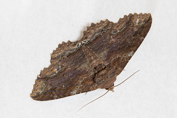 Erebidae - Zale lunata
