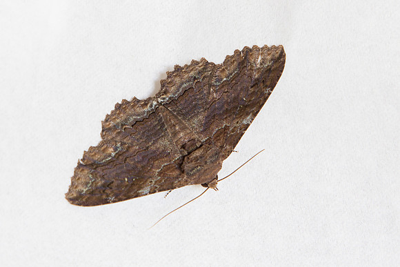 Erebidae - Zale lunata