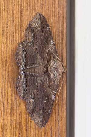 Erebidae - Zale lunata