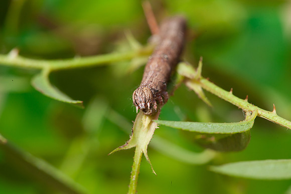 Erebidae - Zale lunata