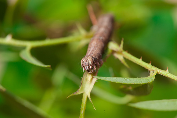 Erebidae - Zale lunata