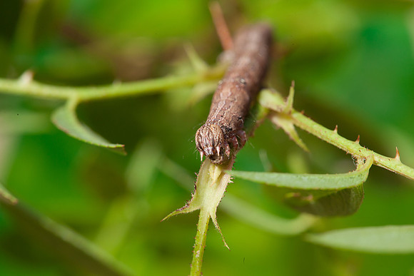 Erebidae - Zale lunata