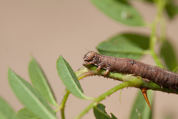 Erebidae - Zale lunata