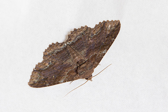 Erebidae - Zale lunata