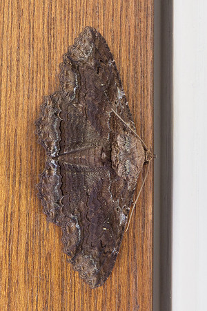 Erebidae - Zale lunata