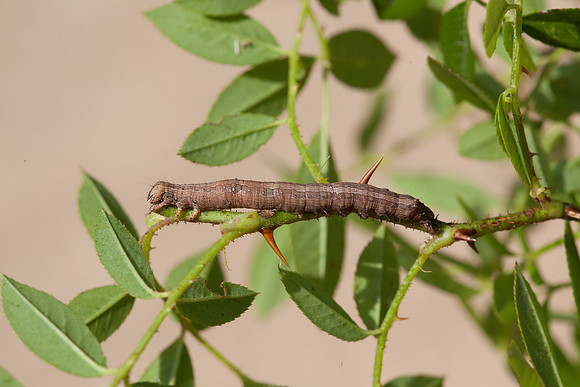 Erebidae - Zale lunata