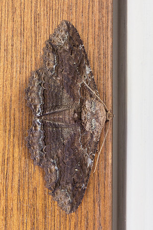 Erebidae - Zale lunata