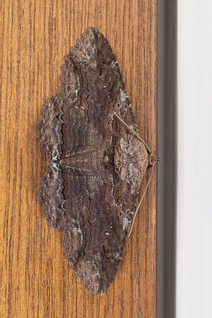 Erebidae - Zale lunata