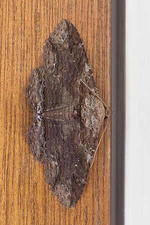 Erebidae - Zale lunata