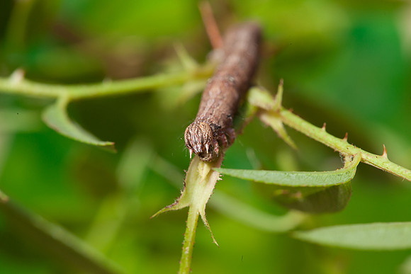 Erebidae - Zale lunata
