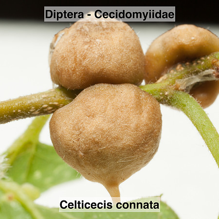 Diptera - Cecidomyiidae - Celticecis connata