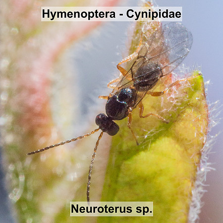 Hymenoptera - Cynipidae - Neuroterus sp.