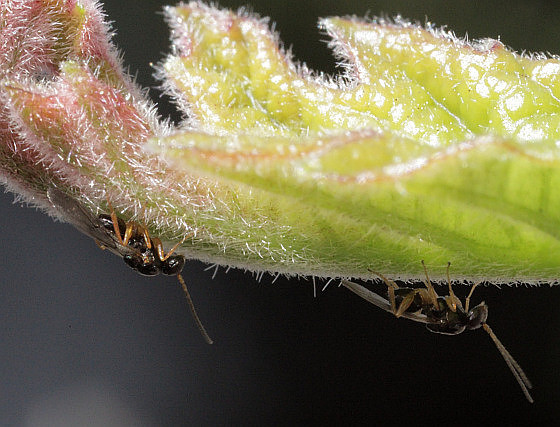 Hymenoptera - Cynipidae - Neuroterus sp. (male,female)