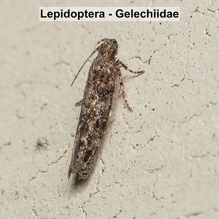 Gelechiidae - Unidentified