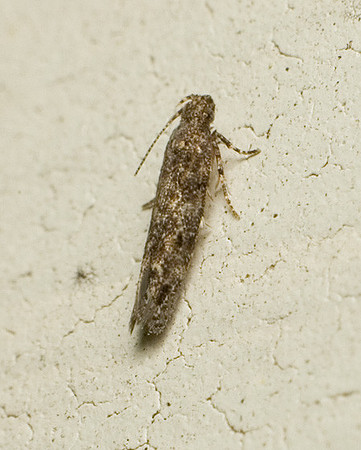 Gelechiidae - Unidentified