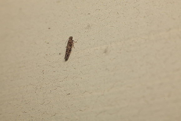 Gelechiidae - Unidentified
