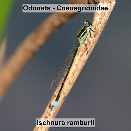Odonata - Coenagrionidae - Ischnura ramburii