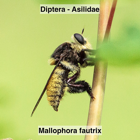Diptera - Asilidae - Mallophora fautrix