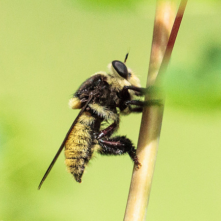 Diptera - Asilidae - Mallophora fautrix
