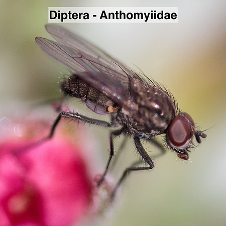 Diptera - Anthomyiidae -- Unidentified