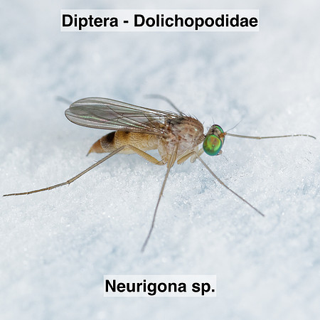 Diptera - Dolichopodidae - Neurogona sp.