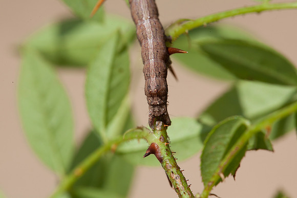 Erebidae - Zale lunata