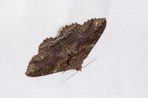 Erebidae - Zale lunata