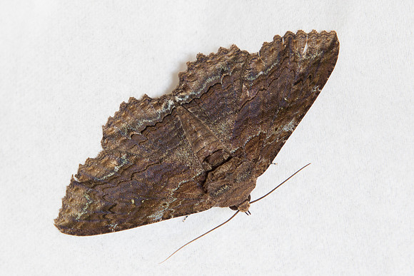 Erebidae - Zale lunata