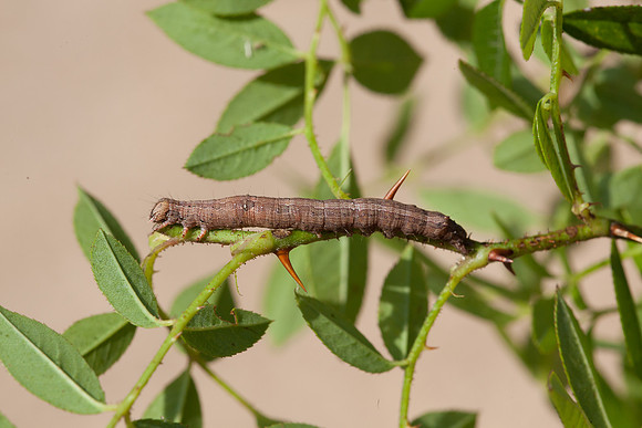 Erebidae - Zale lunata