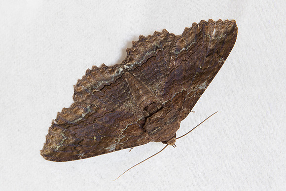 Erebidae - Zale lunata