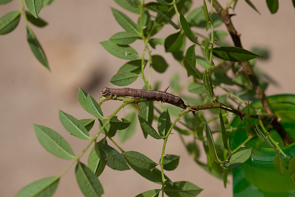 Erebidae - Zale lunata