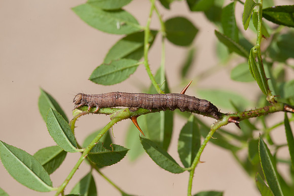 Erebidae - Zale lunata