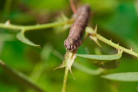Erebidae - Zale lunata