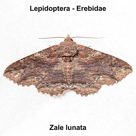 Erebidae - Zale lunata