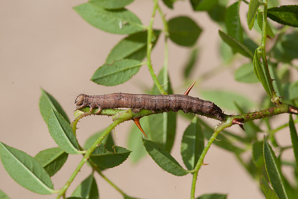 Erebidae - Zale lunata