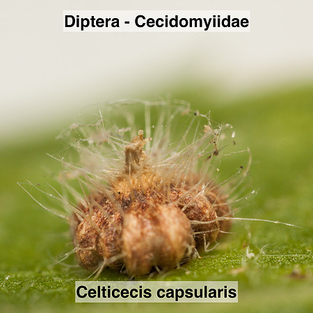 Diptera - Cecidomyiidae - Celticecis capsularis