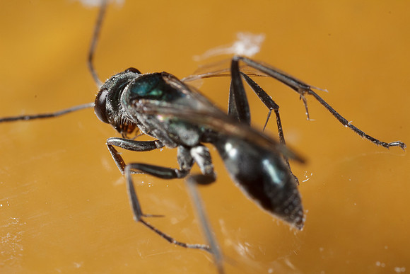 Hymenoptera - Pompilidae - Auplopus nigrellus