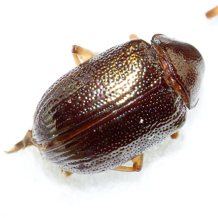 Coleoptera - Chrysomelidae - Rhabdopterus sp.