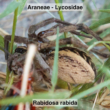 Araneae - Lycosidae - Rabidosa rabida